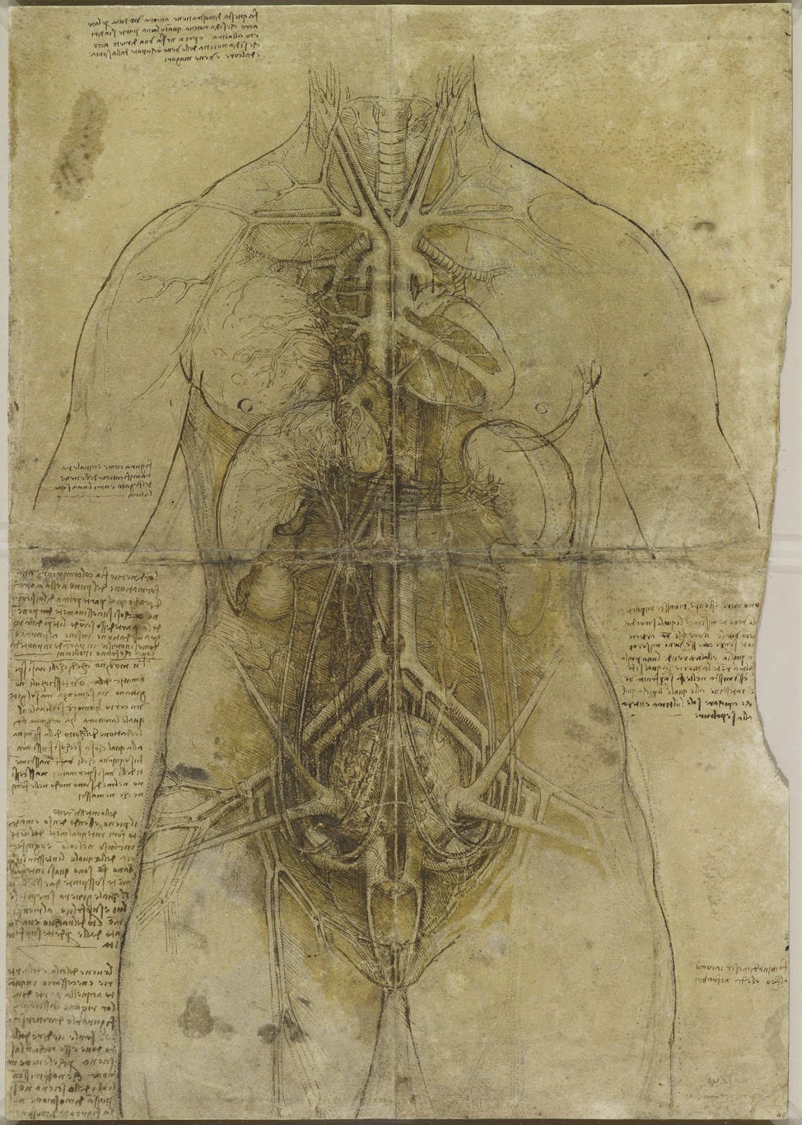'Leonardo da Vinci: Anatomist' at the Royal Gallery, Buckingham Palace