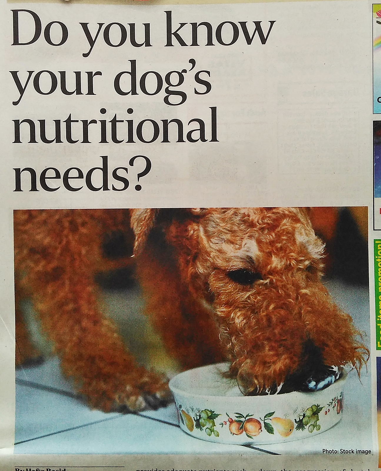 Newspapers Junkies Do you know your dog's nutritional needs