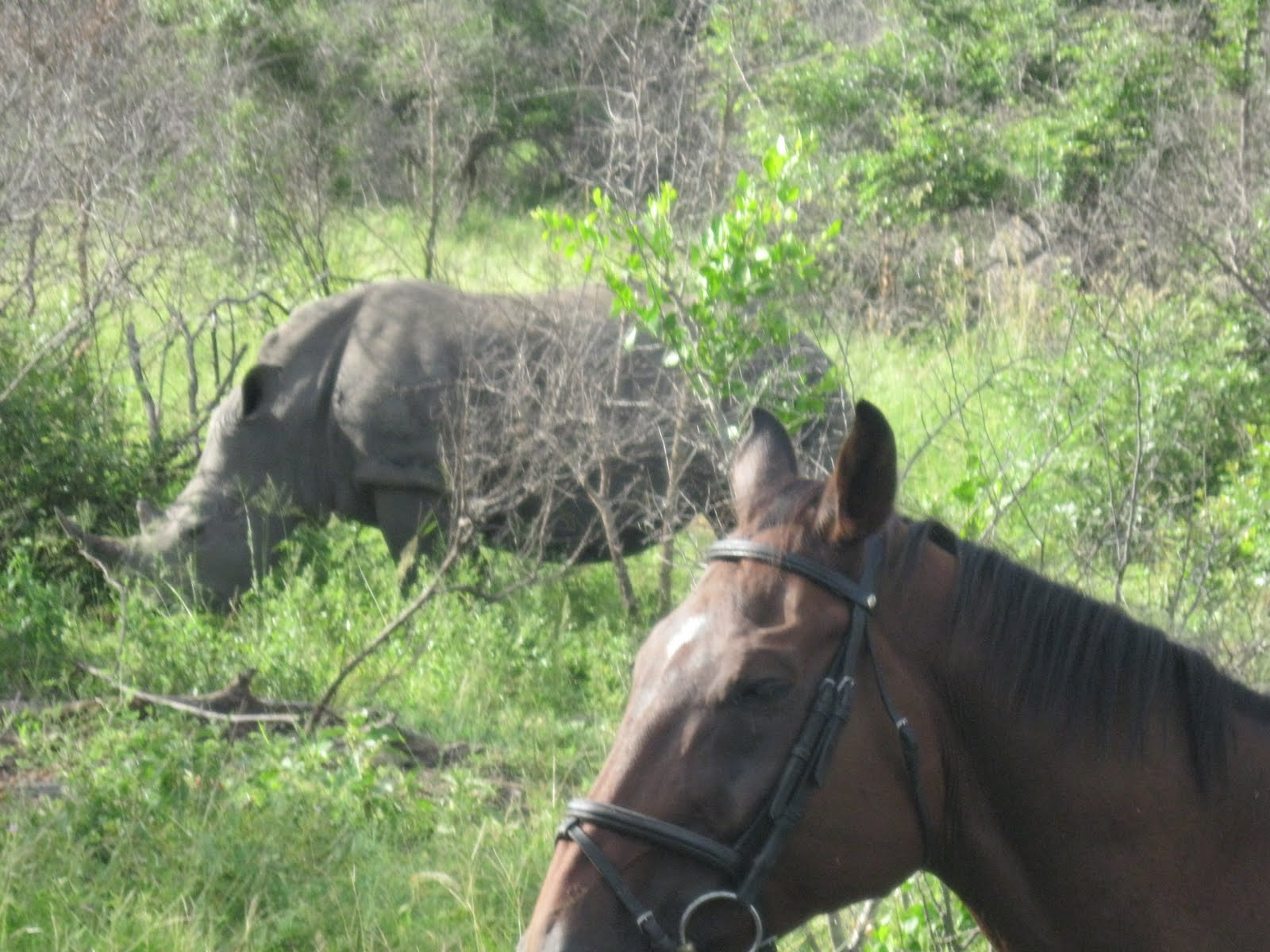 Waltzing Horses More amazing rhino observations