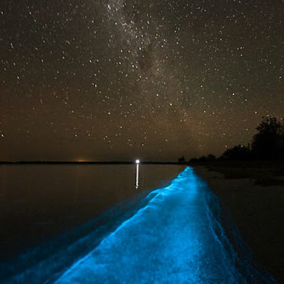 bioluminescent bay dinoflagellates bioluminescence tomales night algae beach waves glow kayak exploring beautiful marine water blue ocean plankton california glowing