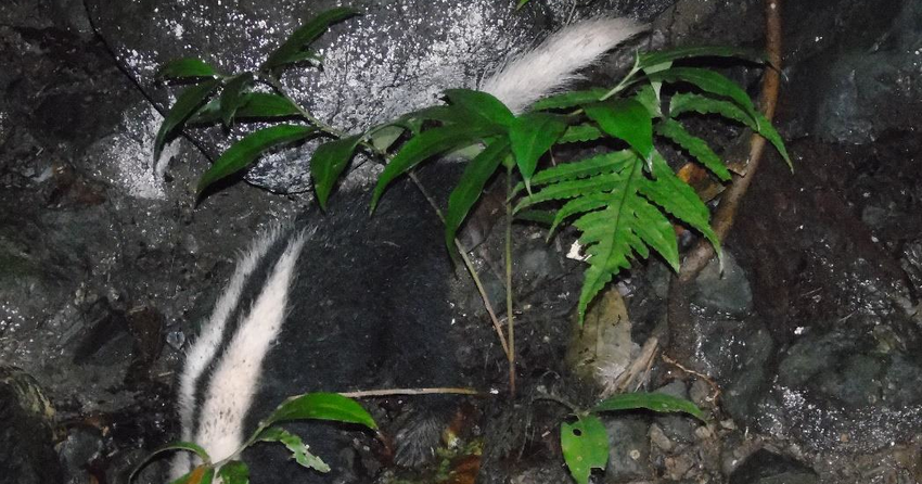 ECOSISTEMAS DE COSTA RICA CONEPATUS SEMISTRIATUS