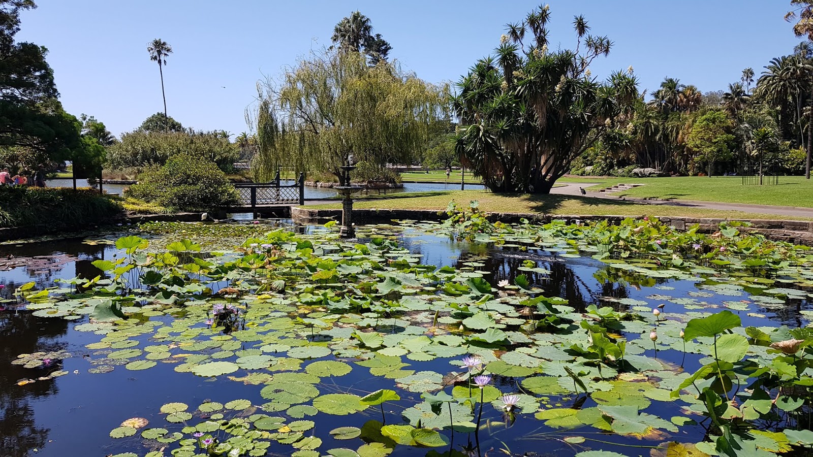 koi-pond-sydney-design.jpg