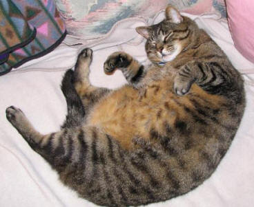 Gambar Kucing Gendut Wallpapersforfree Kumpulan Lucu Keren Lengkap