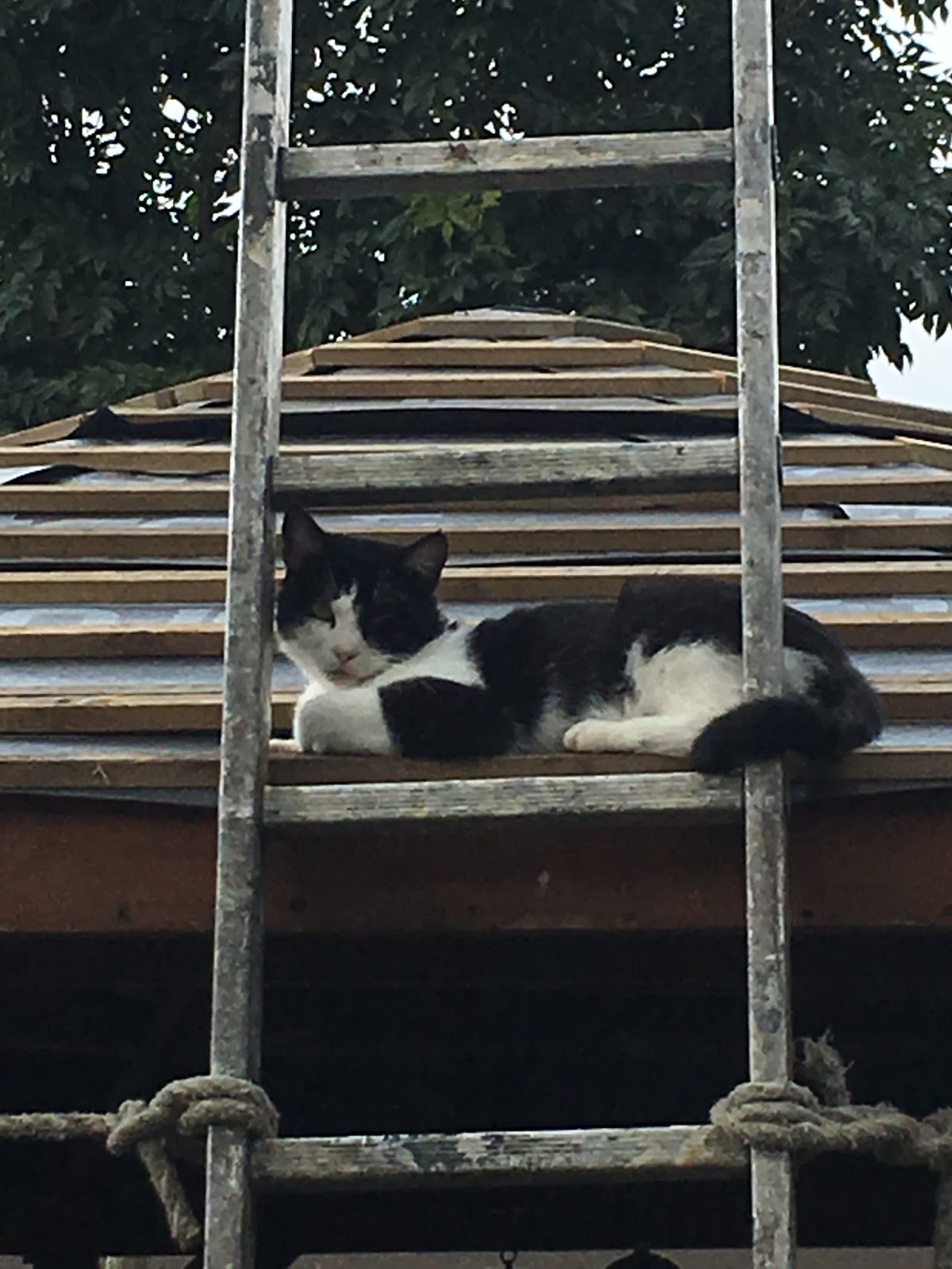 Cat on the roof MySundayPhoto