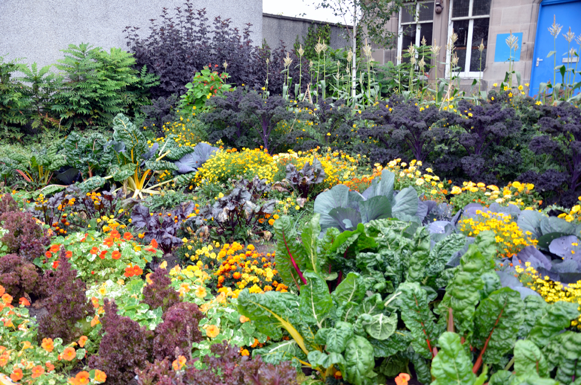 North Fife Free Vegetables Newburgh North Fife