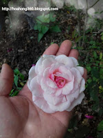 hoa hồng đào