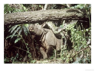 INDONESIAN CULTURE AND BEAUTY: UJUNG KULON NATIONAL PARK