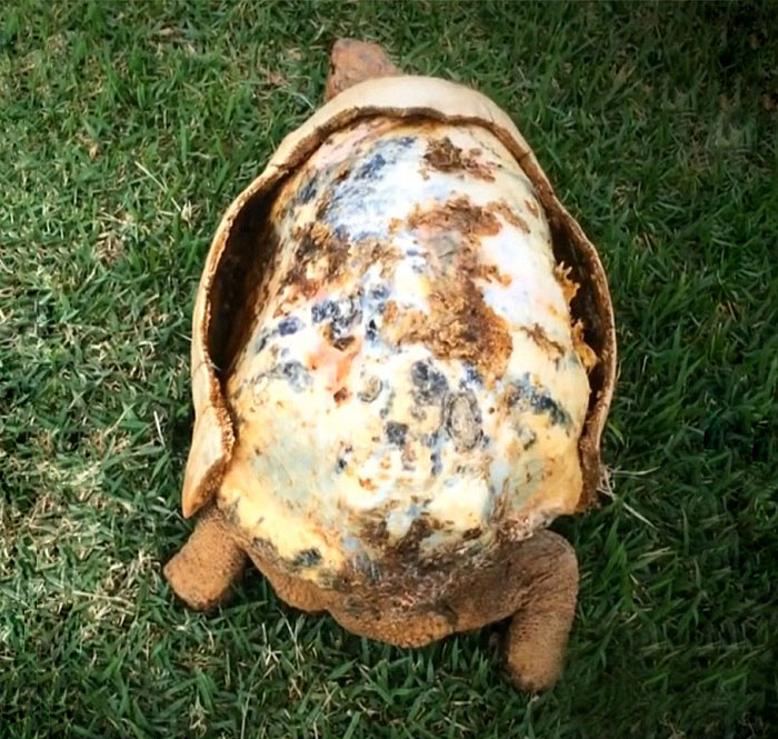Injured Tortoise Receives World’s First 3D Printed Shell - Freddie the tortoise is lucky to be alive after getting burned in a bush fire