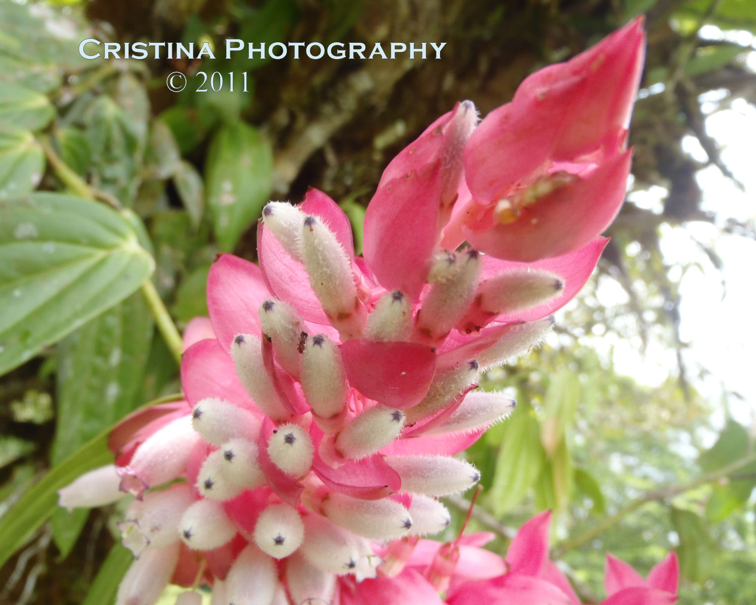 Flowers of Panama Rare, common and exotic flowers from Central America