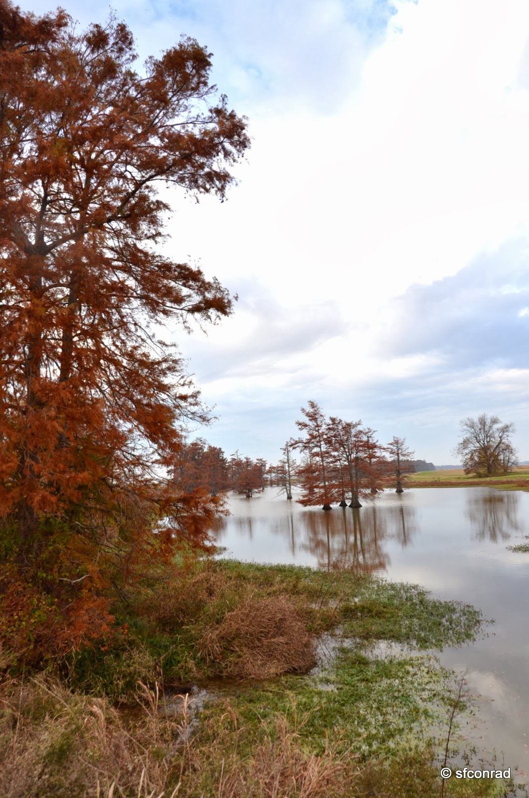 PUPPY PATHS RVing FullTime Indian Bayou, Heathman Plantation