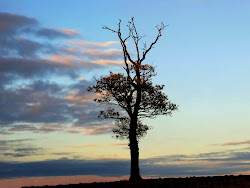 nature tree silhouette desktop background