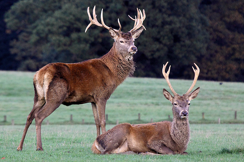 PT.SIDO MAKMUR DJOYO: Penangkaran Rusa Jawa di ASPER Malo Bojonegoro