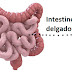 Bactérias no intestino delgado são essenciais para a digestão e absorção de gorduras