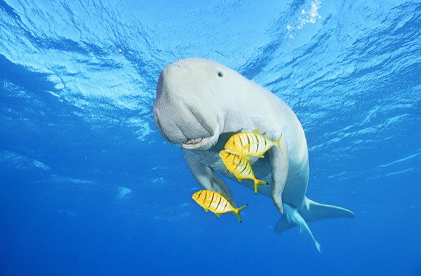 Wandihnu and the Old Dugong by Elizabeth Wymarra Wandihnu and the Old Dugong by Elizabeth Wymarra