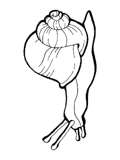 Preschool In A Nutshell