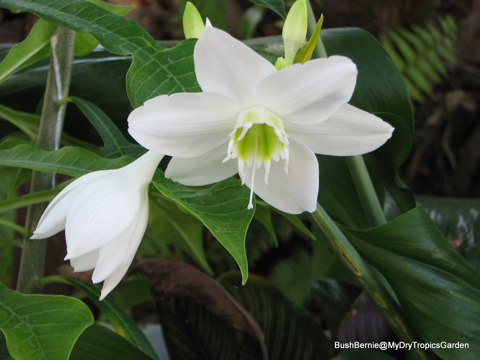 Eucharis ×grandiflora