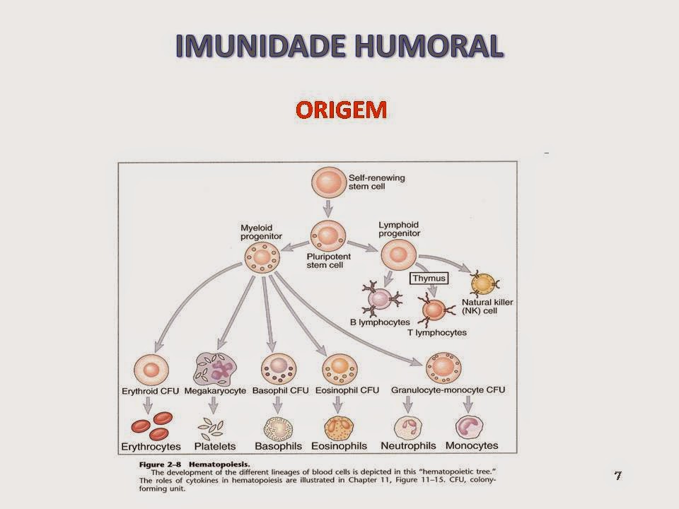 Bio prof. Viviane Aula Imunidade Humoral