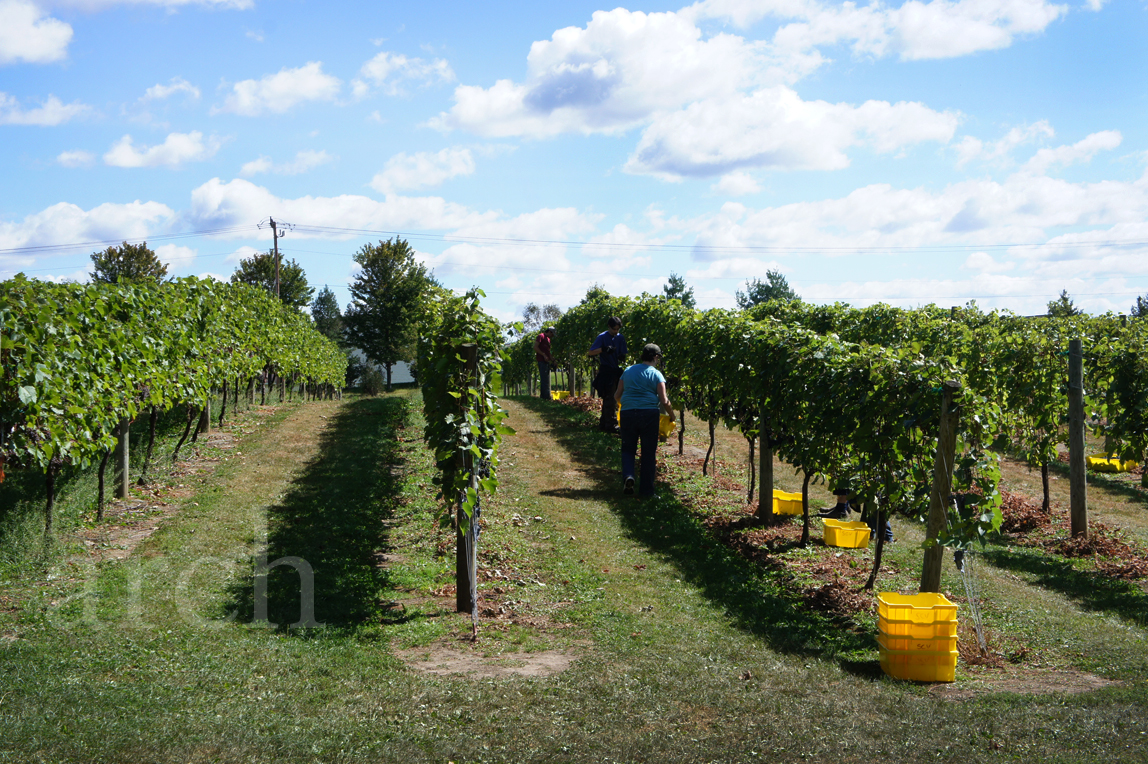 Rang The Colours of Life. Apple picking. Grape stomping.