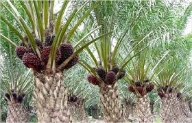 www.agenpupuksupernasa.com jual pupuk penyubur kelapa sawit