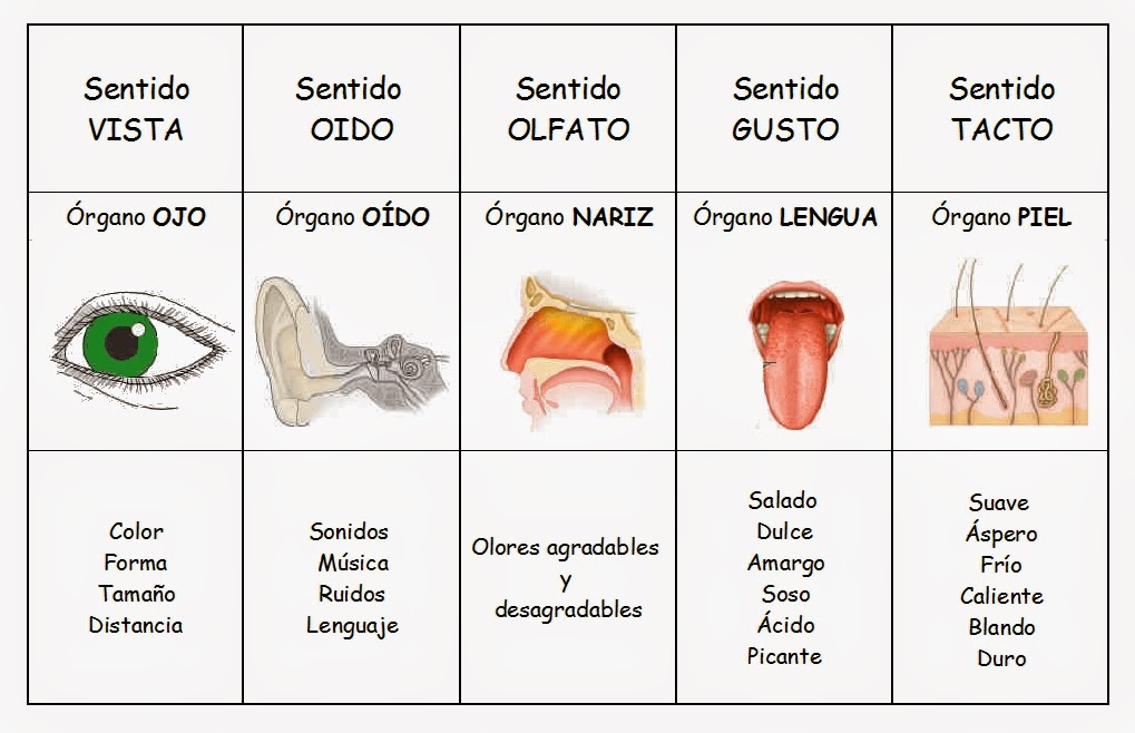Humanidades. Tierra y Alma.: HUMANIDADES 6. UNIDAD 3 LOS SENTIDOS Y EL ...
