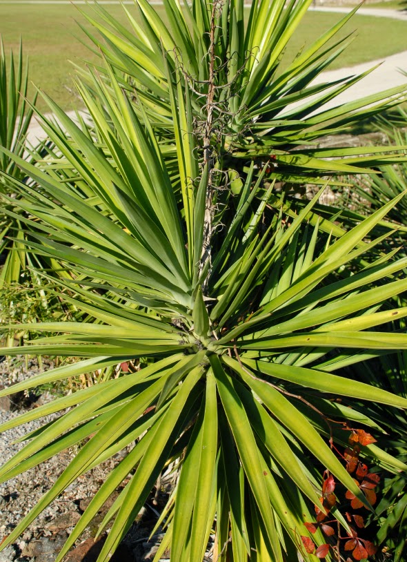 Saw Palmetto Tea Benefits Healthy Tea 101