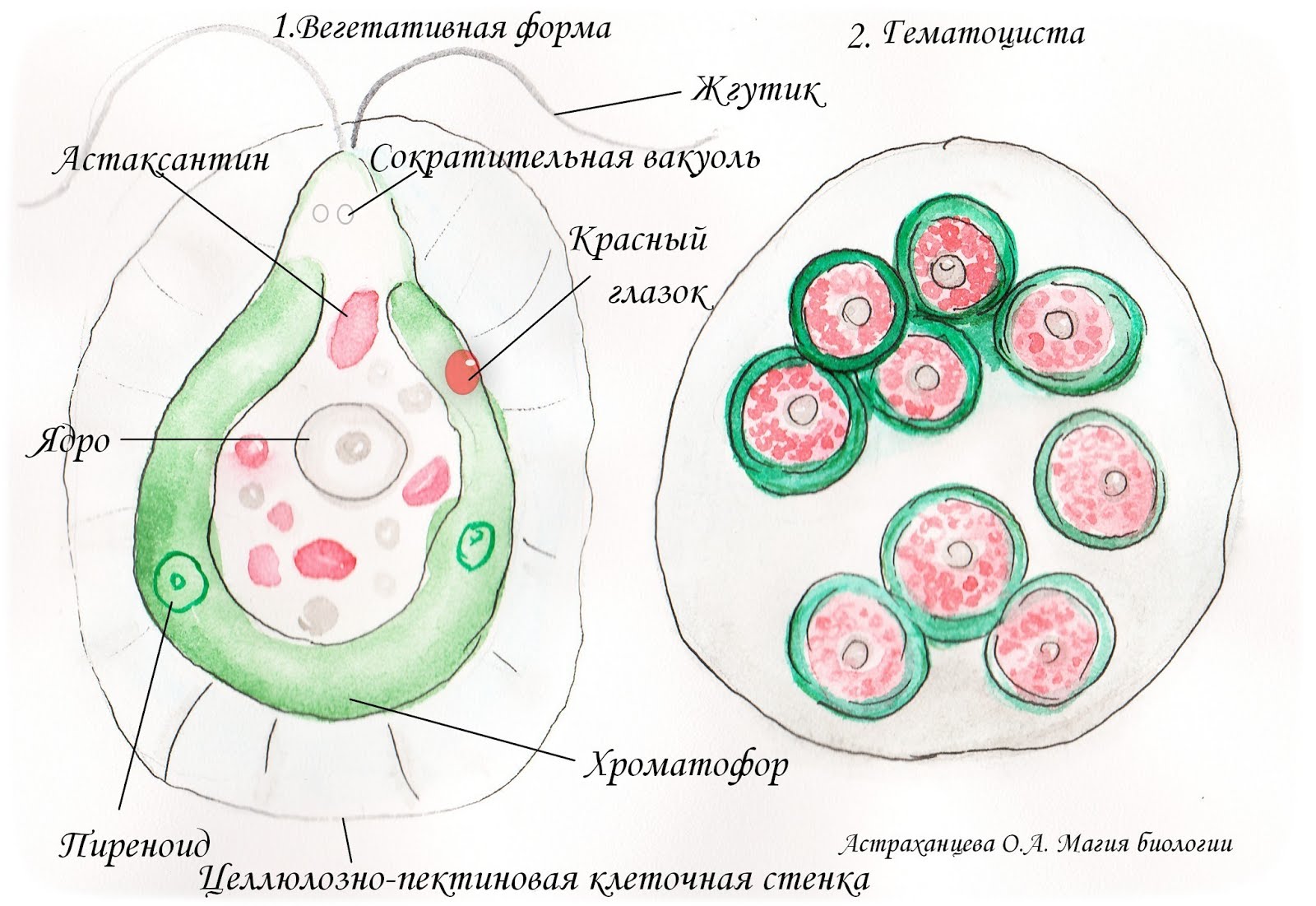 Секрет в биологии. Строение хламидомонады. Хламидомонада Снежная строение. Гематококус плювиалиус этапы деления клетоккоккоидная клетка. Гематококкус Плувиалис.