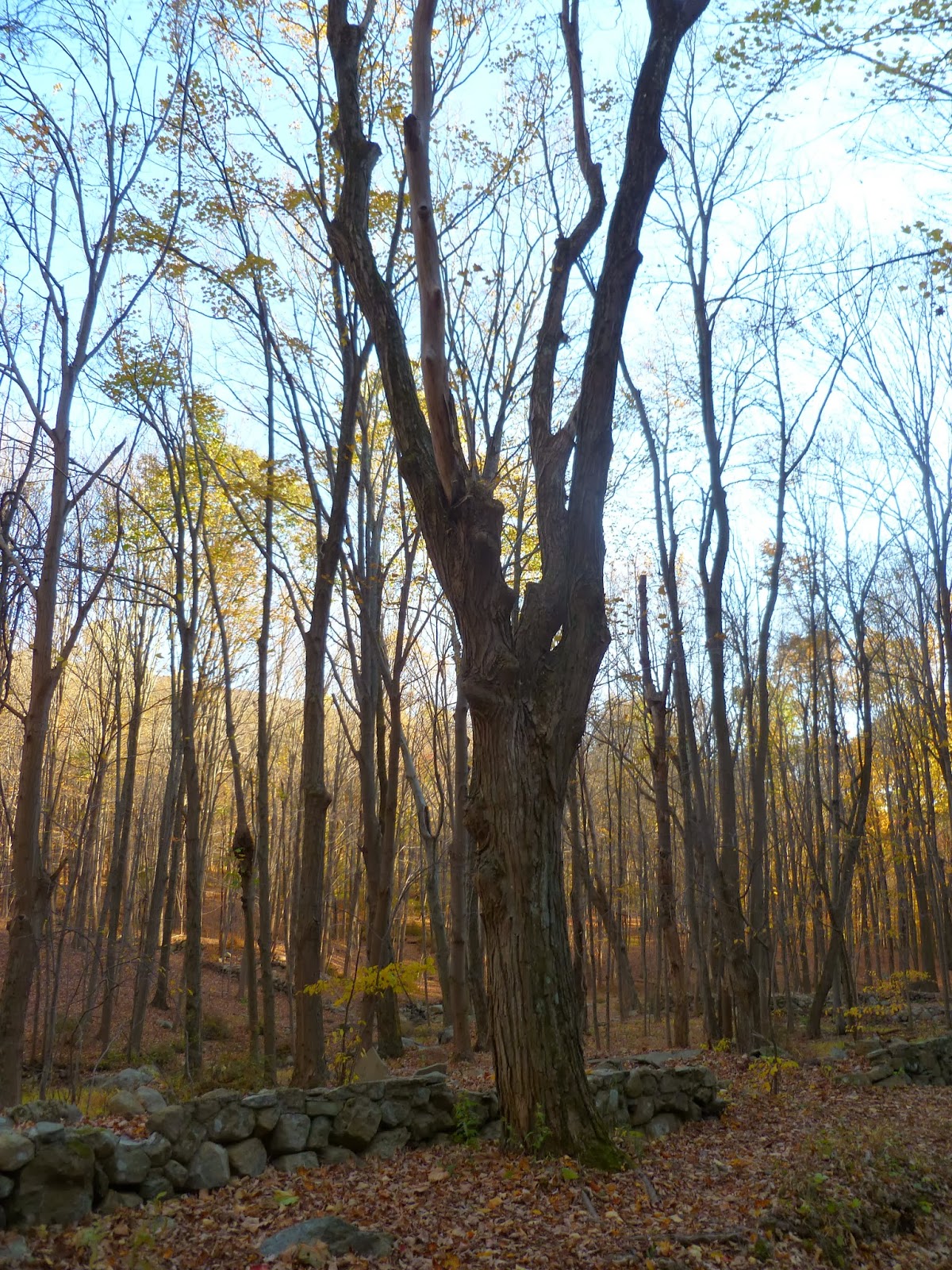 B. Avery Syrig: A Visual Adventure: Fall Color on Breakneck Ridge