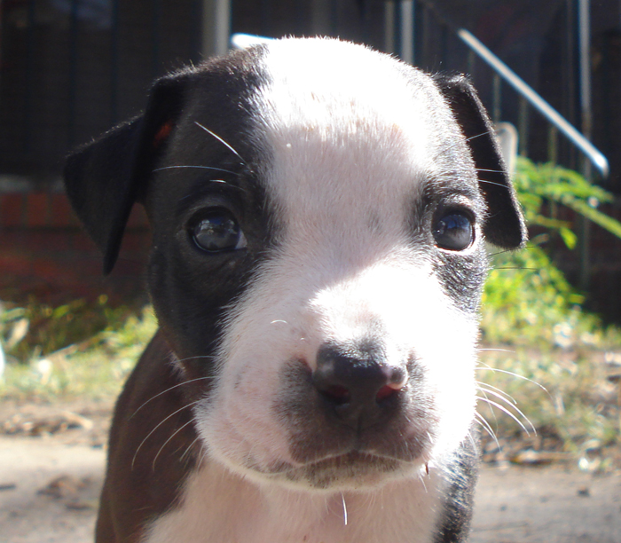 57 Tiny What To Feed A 5 Week Old Pitbull Puppy Image 4K - uk