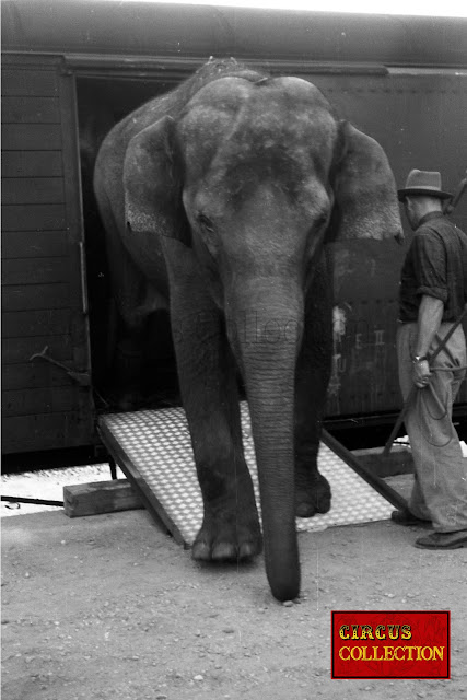 les éléphants du Cirque National Suisse Knie  sortent des wagon spéciaux des chemin de fer fédéraux
