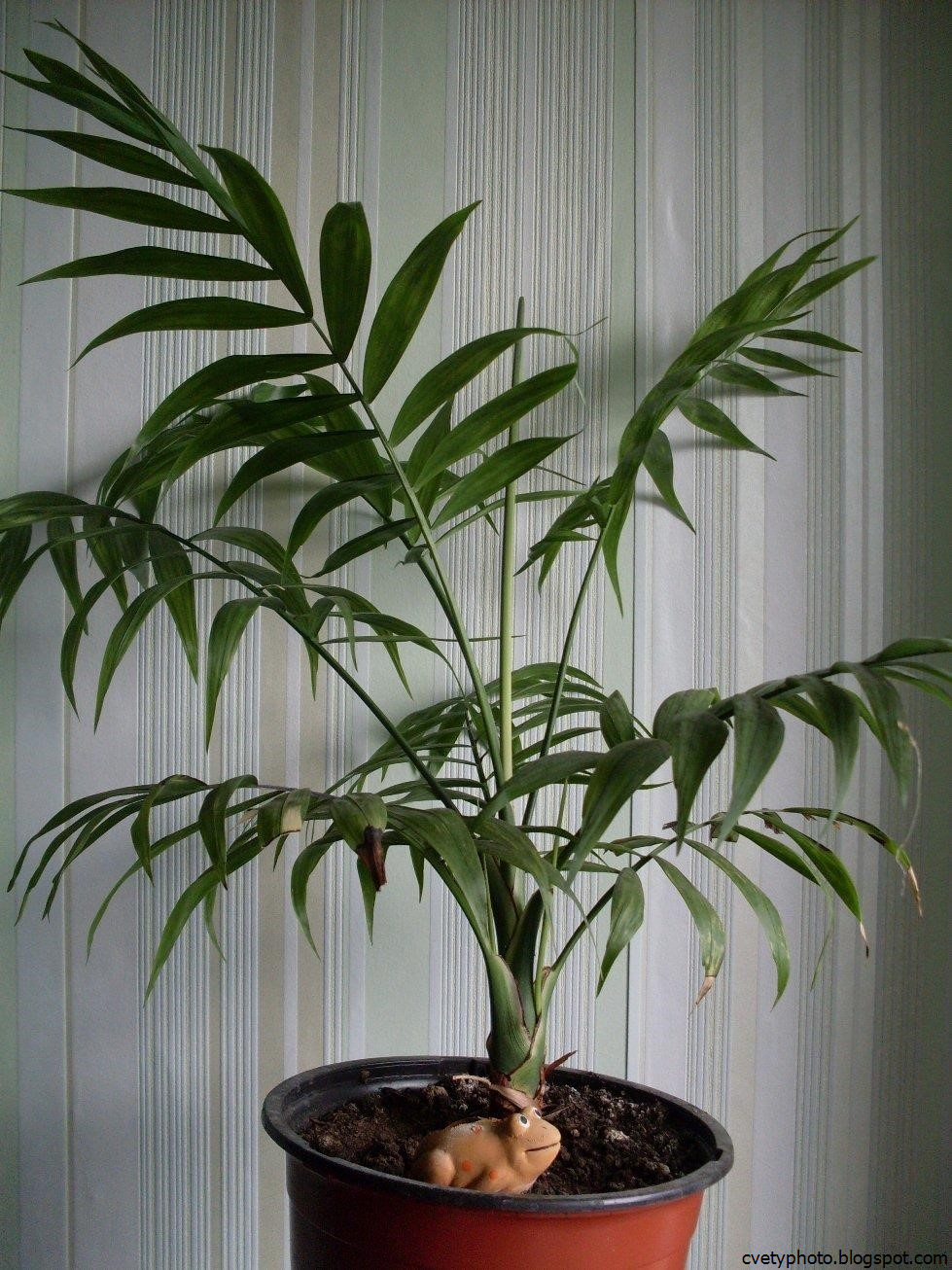 Комнатное растение название пальмы. Хамедорея Неанта. Бамбуковая Пальма хамедорея. Тростниковая Пальма хамедорея. Цветок Пальма хамедорея.