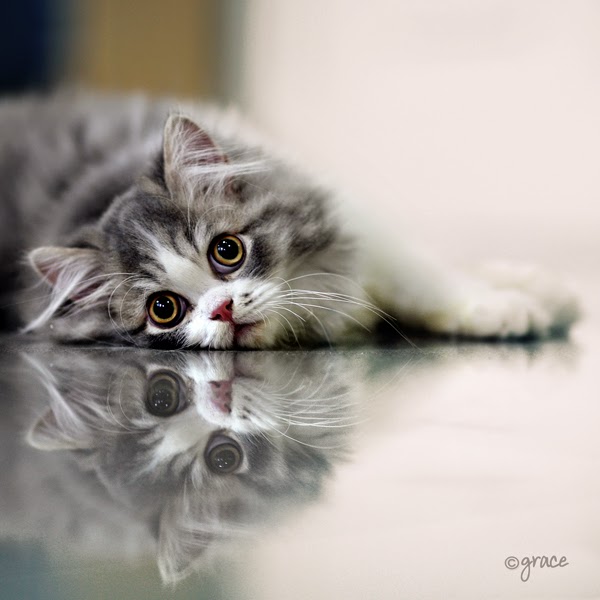 Art Adinda Kucing Lucu 150 Gambar Imut