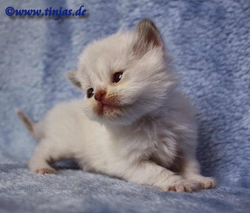 Britisch Kurzhaar (BKH) Kitten und Britisch Langhaar Katzenbabys