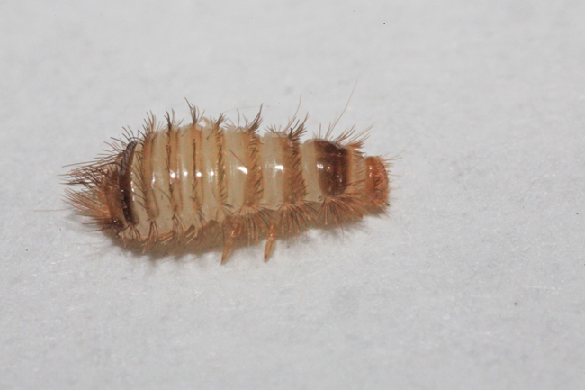 Insects in the City: Do carpet beetles 