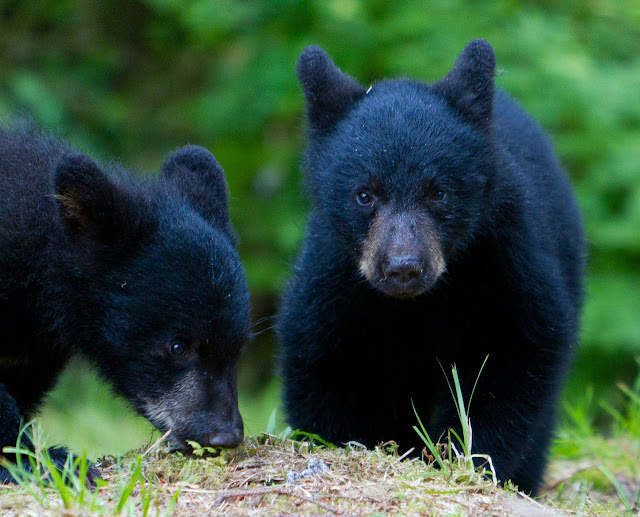 Jeremy Bears: Black Bear Cubs