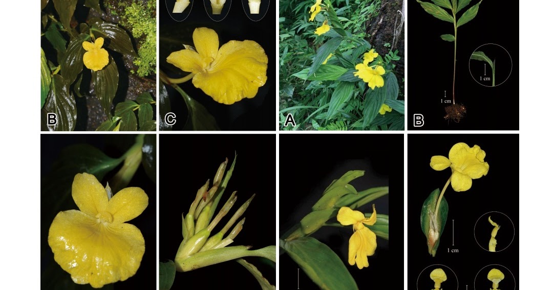 Species New to Science [Botany • 2016] Caulokaempferia kayinensis & C