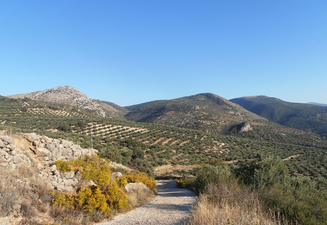 Olive Groves, Jaén