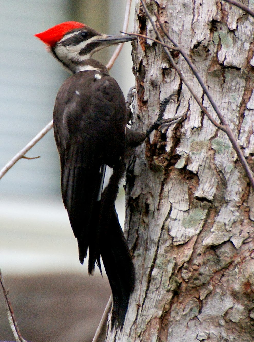 SE Texas Birding & Wildlife Watching: Houston Area Woodpeckers