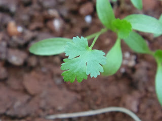 First leaf visible on cilantro