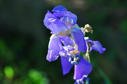 Eine 'Blaue Blume'...^^