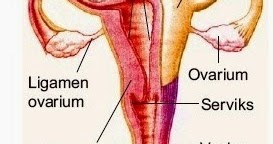 Kunci Jawaban Ovarium Adalah Tempat Terjadinya Rofa Education Centre