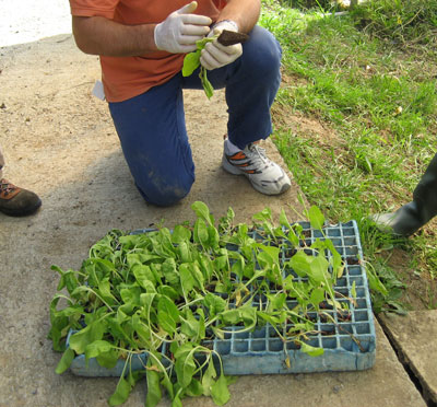 viveros puente del retamar: diseño de un huerto urbano