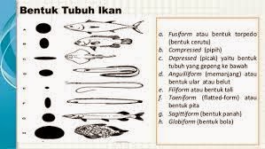 Jenis dan tipe bentuk  tubuh  ikan  Alam Ikan 