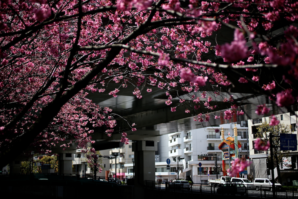 Цветение сакуры. Японский пейзаж. Южная корея сакура. Со сакура. Черри блоссом.