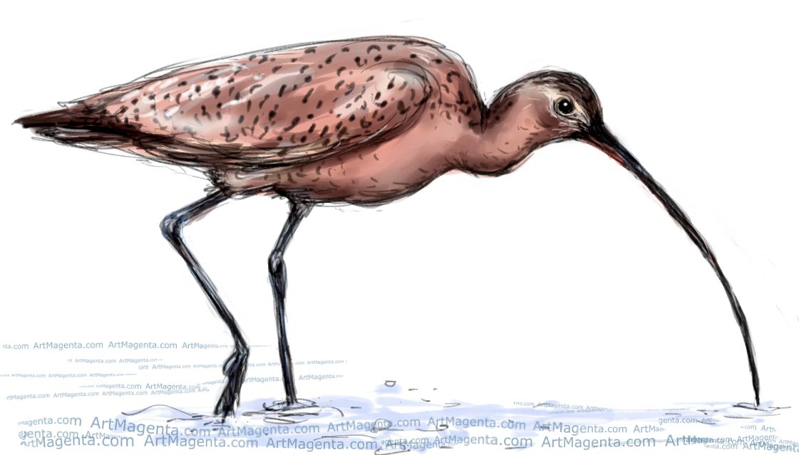 Long-billed Curlew sketch painting. Bird art drawing by illustrator Artmagenta