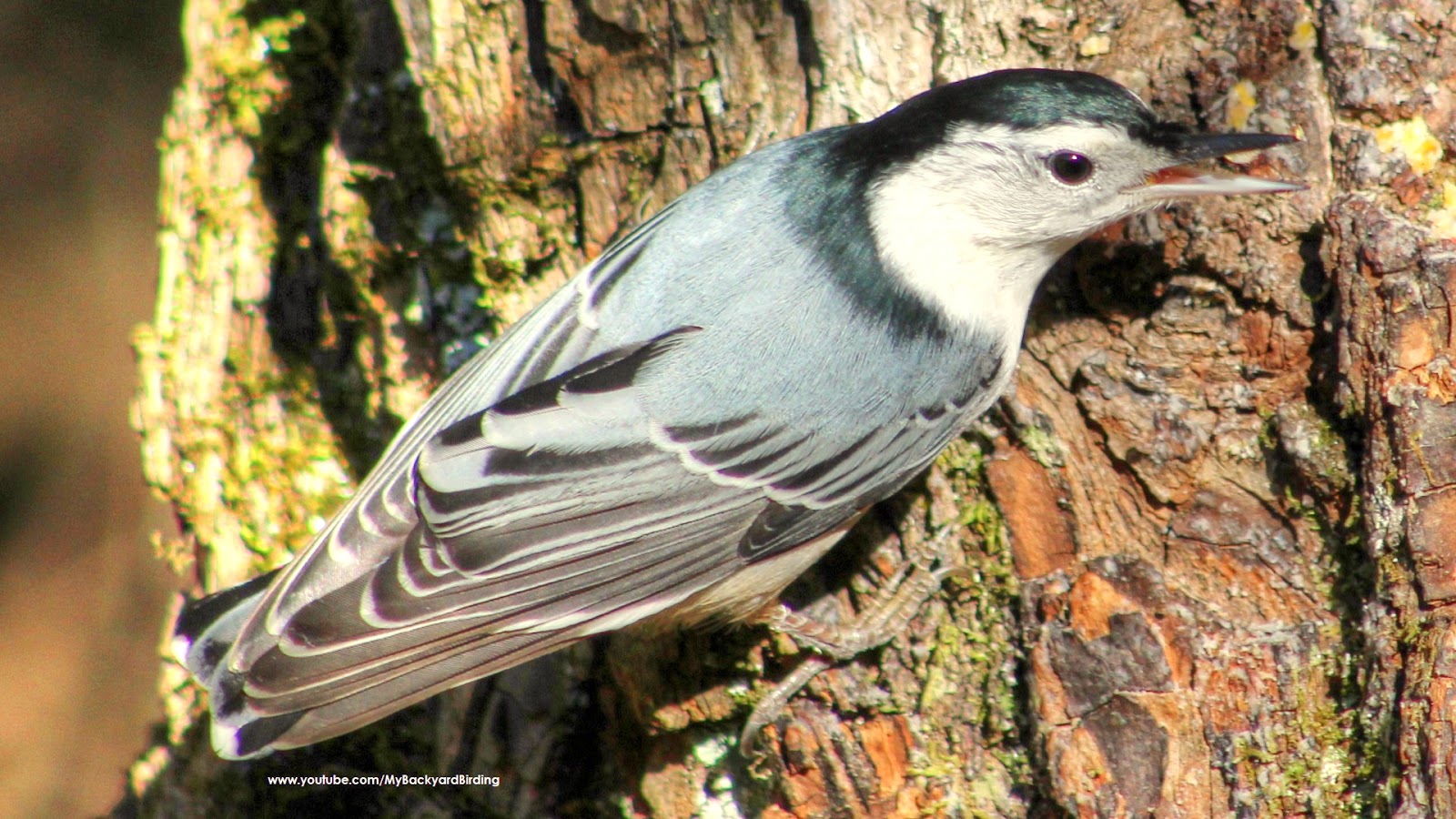 Backyard Birding....and Nature: Nuthatch Calls, Sounds and Behavior
