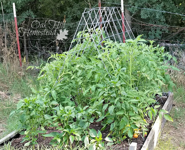 This year I made a tomato trellis with two cattle panels.