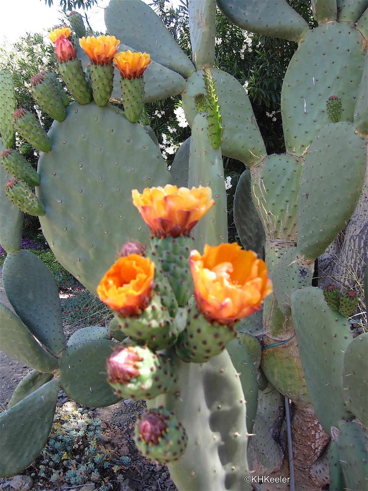 A Wandering Botanist Plant StoryMore on Prickly Pear Cacti, Flowers