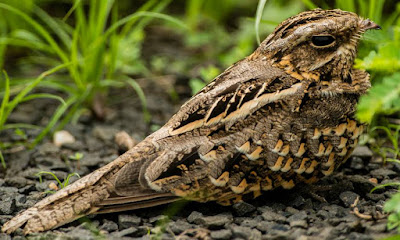 Nightjar + - Animals That Start With N Nightjar + - Animals That Start With N