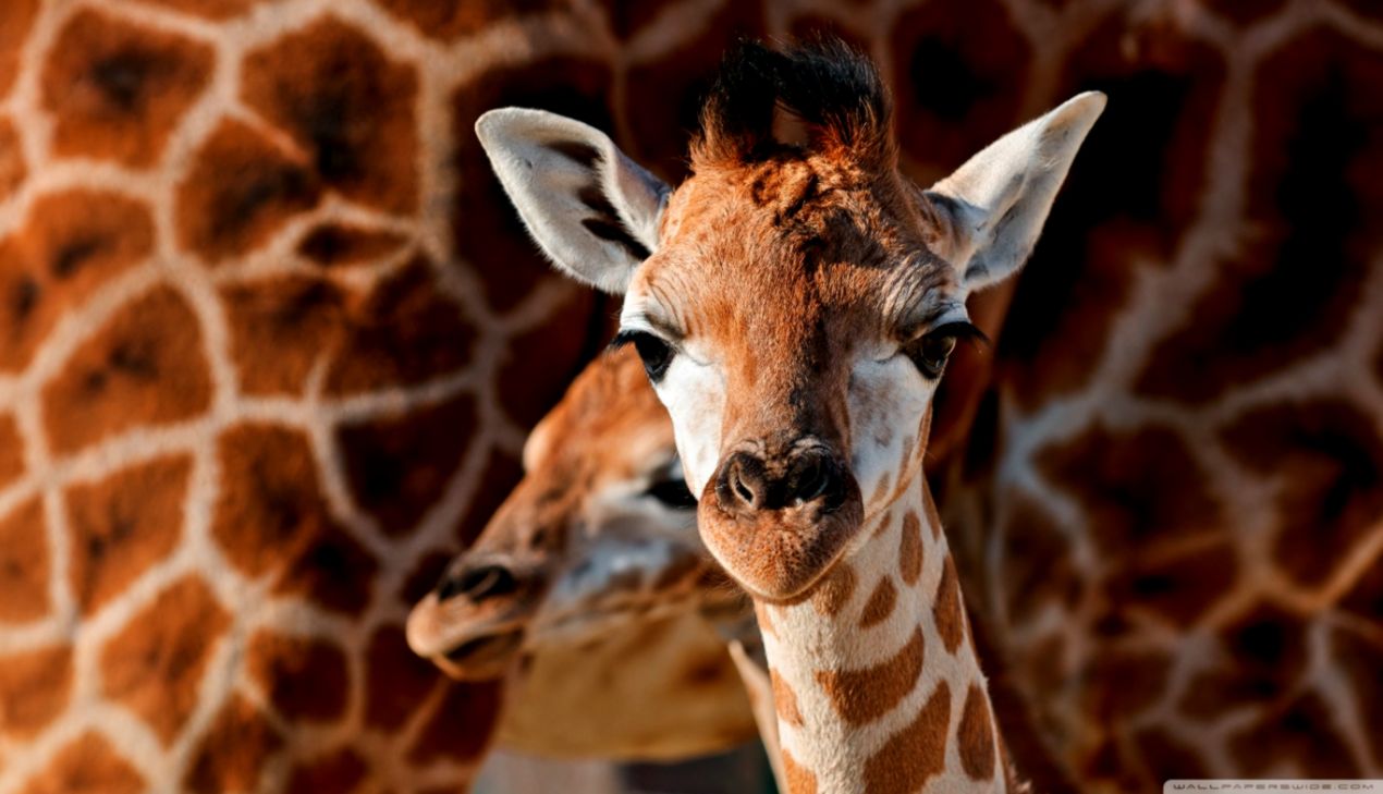 Giraffe Baby Animals Hd Wallpaper Free Wallpapers