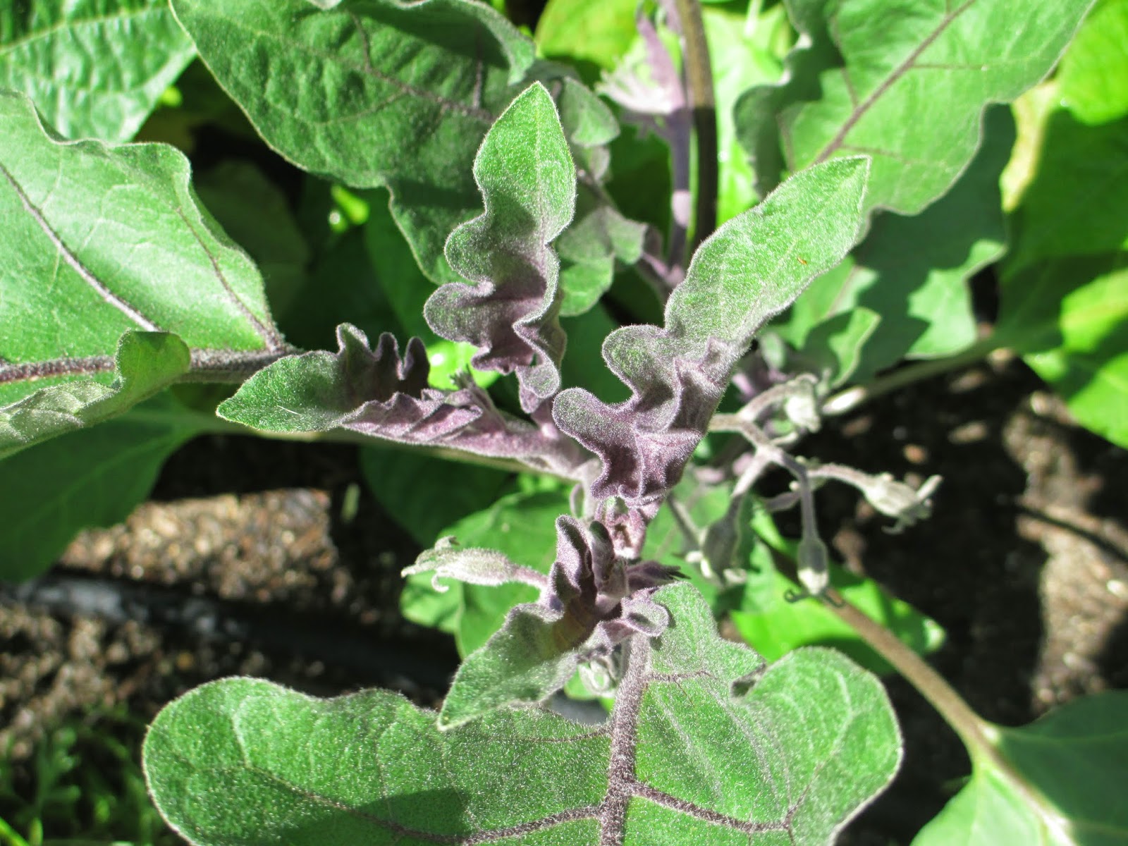 Andie's Way Ichiban Eggplant's Velvet Splendor